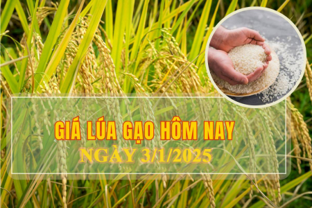 Giá lúa gạo hôm nay ngày 3/1/2025: Giá gạo nguyên liệu và giá lúa quay đầu giảm