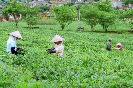 Việt Nam xếp thứ năm trên thế giới về xuất khẩu chè xanh