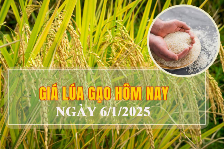 Giá lúa gạo hôm nay ngày 6/1/2025: Biến động mạnh