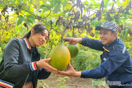 Mùa gấc chín ở Đội Cấn