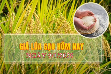 Giá lúa gạo hôm nay ngày 9/1: Tăng giảm trái chiều