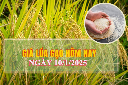 Giá lúa gạo hôm nay ngày 10/1: Giá gạo một số loại đảo chiều, lúa vững giá