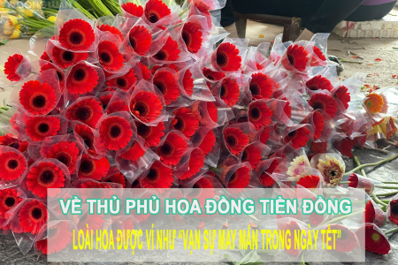 Về thủ phủ hoa đồng tiền Đồng Tháp, loài hoa được ví như vạn sự may mắn trong ngày Tết