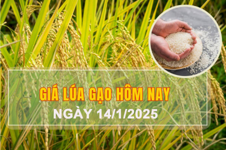 Giá lúa gạo hôm nay ngày 14/1: Giá lúa tươi đảo chiều giảm sâu