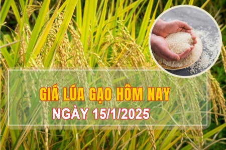 Giá lúa gạo hôm nay ngày 15/1: Biến động nhẹ