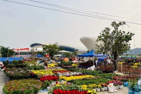 Thành phố Hạ Long: Tổ chức 8 điểm chợ hoa xuân phục vụ Tết Ất Tỵ 2025