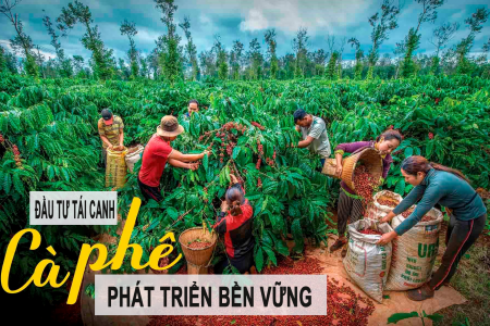 Cây cà phê cần đầu tư tái canh để phát triển bền vững?