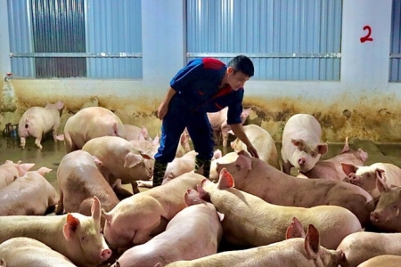 Giá heo hơi hôm nay 4/2: Chạm ngưỡng 71.000 đồng/kg