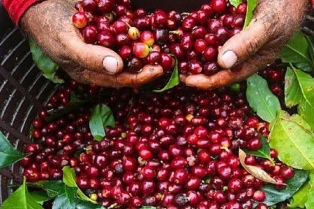 Giá cà phê hôm nay 13/2: Cao nhất 131.000 đồng/kg