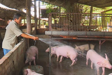 Giá heo hơi hôm nay 13/2: Giá đi ngang trên cả nước