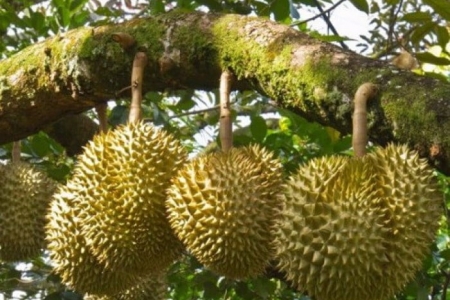 Giá sầu riêng hôm nay 17/2: Sầu riêng Musang King loại A có giá 130.000 đồng/kg