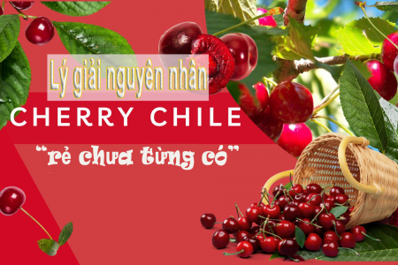 Lý giải nguyên nhân giá cherry Chile “rẻ chưa từng có”