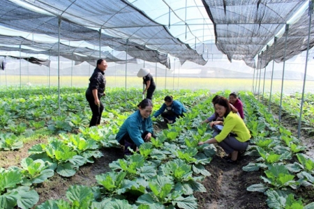 Thái Nguyên: Bình ổn thị trường vật tư nông nghiệp vụ xuân