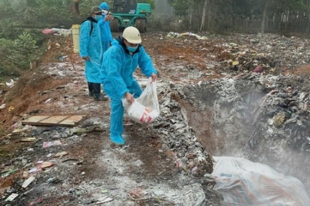 Tiêu hủy đàn lợn hơn 600 kg tại Thanh Hóa để ngăn dịch lở mồm long móng