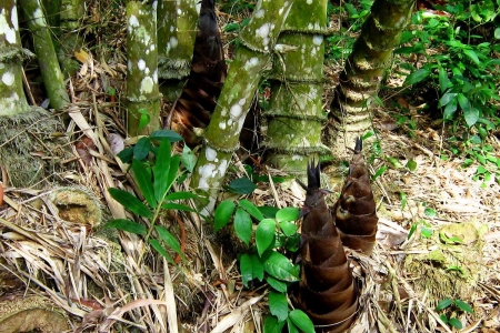 Lào Cai: Dừng khai thác Măng vầu trên địa bàn toàn huyện Văn Bàn từ ngày 1/3/2025