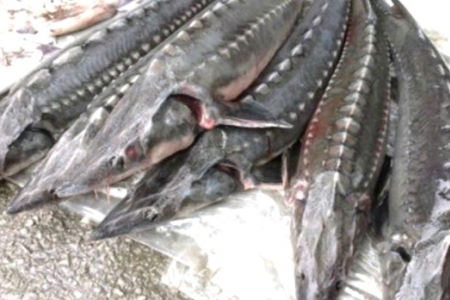 Kon Tum: Một cơ sở kinh doanh cá tầm không rõ nguồn gốc bị phạt 70 triệu đồng