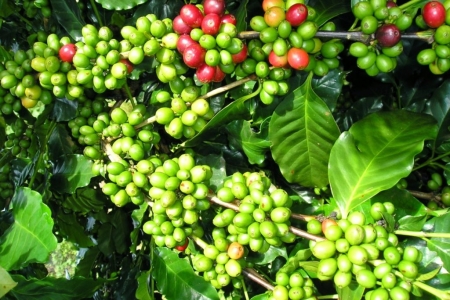 Giá cà phê hôm nay 27/2: Tiếp tục giảm