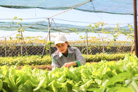 KLH HAGL Agrico Lào trồng rau sạch, chăm lo bữa ăn cho người lao động