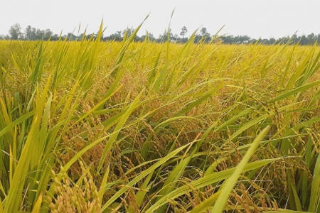 Giá lúa gạo hôm nay ngày 6/3: Biến động trái chiều