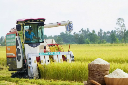 Giá lúa gạo hôm nay ngày 7/3: Giá lúa đảo chiều, giá gạo ổn định