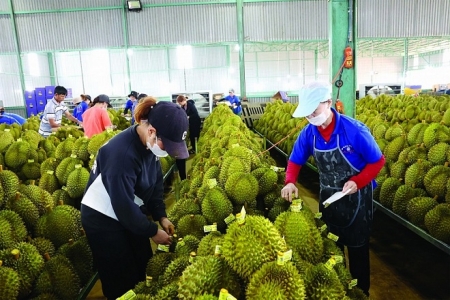 Xuất khẩu rau quả sang Trung Quốc giảm mạnh: "Cú sốc" sầu riêng và bài toán chất lượng