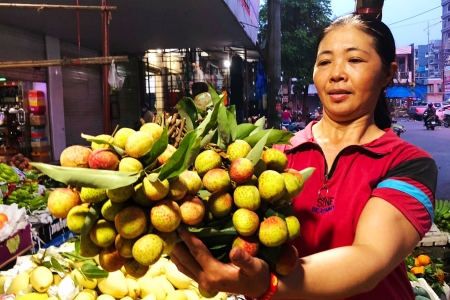 Bắc Giang dự kiến xuất khẩu khoảng 500 tấn vải U hồng sang thị trường Châu Âu