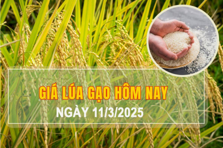 Giá lúa gạo hôm nay ngày 11/3: Giá lúa nhích nhẹ