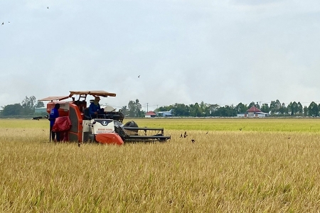 Đẩy mạnh cho vay sản xuất, kinh doanh lúa gạo