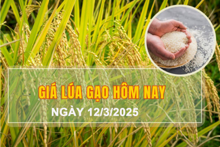 Giá lúa gạo hôm nay ngày 12/3: Một số mặt hàng lúa tươi tiếp đà tăng