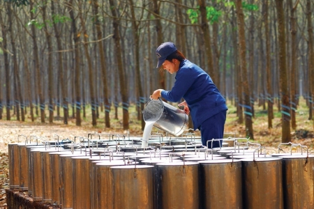 Thương hiệu Đầu tư Cao su Đắk Lắk đặt mục tiêu lãi năm 2025 ở mức cao kỷ lục