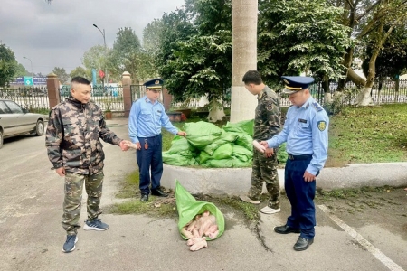 Lạng Sơn: Chặn đứng vụ vận chuyển 500kg móng giò đông lạnh nhập lậu