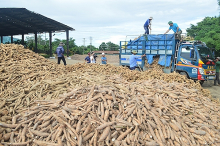 Sắn tươi rớt giá thấp nhất trong 10 năm qua