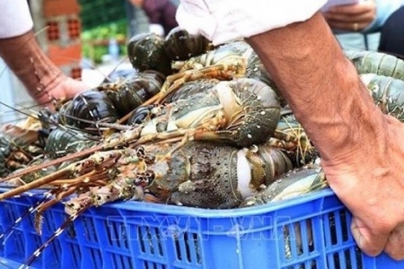 Xuất khẩu tôm sang Trung Quốc "phi mã" tôm hùm dẫn đầu đà tăng trưởng