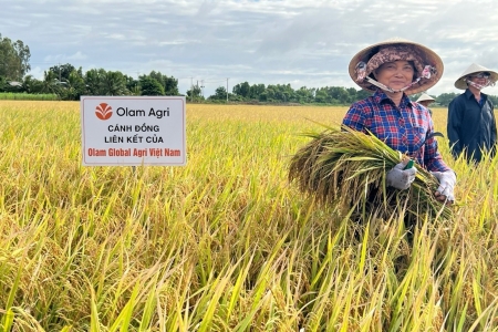 Đề án 1 triệu ha lúa: Đề xuất các giải pháp tiếp tục mở rộng