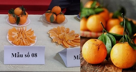 Cam Lục Ngạn được bảo hộ chỉ dẫn địa lý