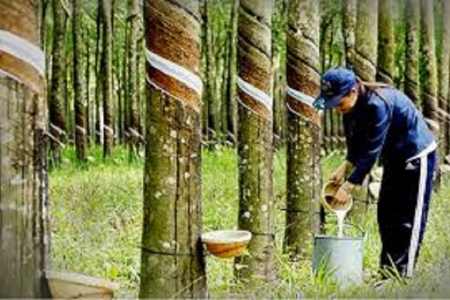 Giá cao su hôm nay 16/4: Trong nước Công ty Cao su Mang Yang điều chỉnh giảm