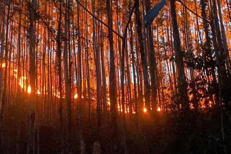 Bắc Giang: Người đứng đầu các địa phương chịu trách nhiệm chính nếu để xảy ra các vụ cháy rừng, chặt phá rừng