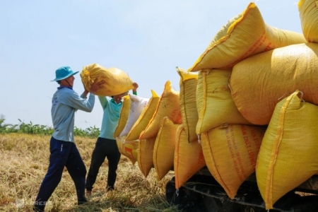 Giá lúa gạo hôm nay ngày 16/4: Ổn định, giá gạo xuất khẩu giảm nhẹ