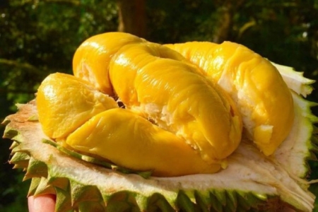 Giá sầu riêng hôm nay 19/4: Sầu Thái A tăng 3.000 – 5.000 đồng/kg