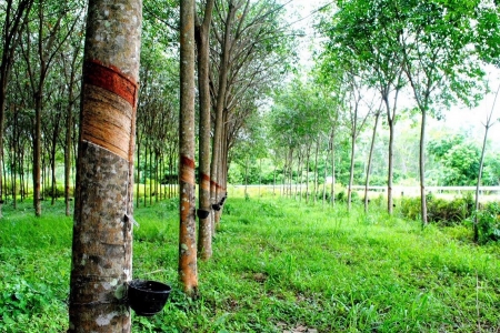 Giá cao su hôm nay 20/4: Kết thúc tuần giao dịch trầm lắng tại thị trường Nhật Bản và Trung Quốc