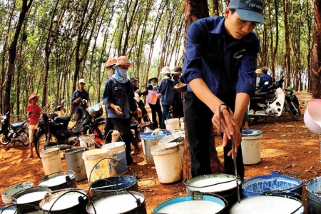 Cao su Đắk Lắk có quý mở đầu năm 2025 ấn tượng khi lãi trước thuế tăng 170% so với cùng kỳ