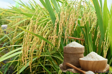 Giá lúa gạo hôm nay ngày 30/4: Giá lúa gạo đi ngang