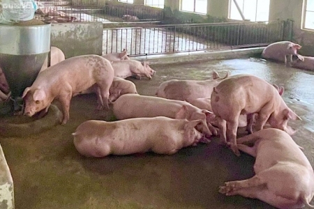 Giá heo hơi hôm nay 22/4: Cao nhất 76.000 đồng/kg