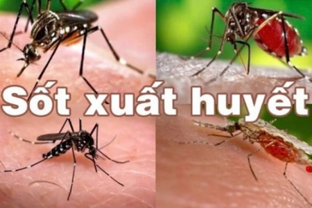 Lào Cai tăng cường phòng, chống bệnh sốt xuất huyết