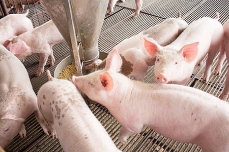 Giá heo hơi hôm nay 23/4: Dao động từ 67.000 - 76.000 đồng/kg