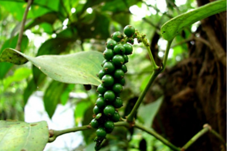Giá tiêu hôm nay 23/4: Giảm 500 đồng/kg