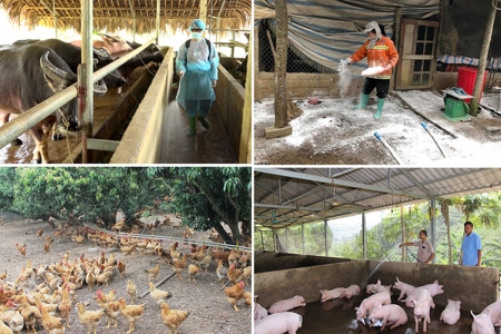 Chính sách phòng, chống dịch bệnh chăn nuôi, hỗ trợ thiệt hại phải thống nhất, đồng bộ, tránh chồng chéo