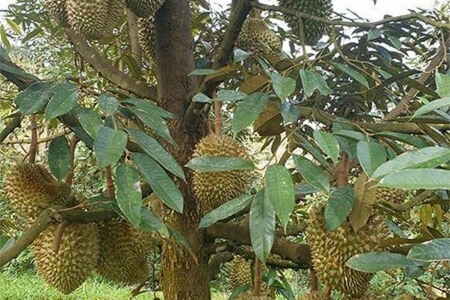 Giá sầu riêng hôm nay 24/4: Sầu riêng Musang King ở mức từ 125.000 – 135.000 đồng/kg