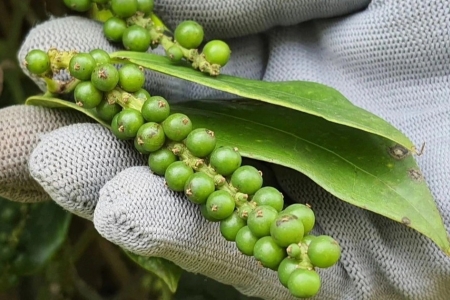 Giá tiêu hôm nay 24/4: Ổn định