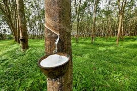 Giá cao su hôm nay 25/4: Giá cao su RSS3 thế giới giảm